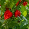 Red Habanero Pepper Plants 2-Pack Hot Chili Pepper Seedlings 4-6 Inch Tall