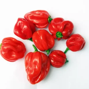 Red Habanero Pepper Plants 2-Pack Hot Chili Pepper Seedlings 4-6 Inch Tall