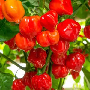 Red Habanero Pepper Plants 2-Pack Hot Chili Pepper Seedlings 4-6 Inch Tall
