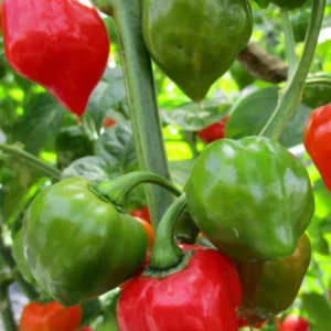 Red Habanero Pepper Plants 2-Pack Hot Chili Pepper Seedlings 4-6 Inch Tall