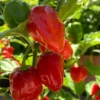 Red Habanero Pepper Plants Set - Hot Chili Pepper Seedlings 4-6 Inch Tall