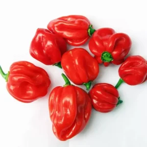 Red Habanero Pepper Plants Set - Hot Chili Pepper Seedlings 4-6 Inch Tall
