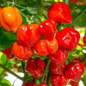 Red Habanero Pepper Plants Set - Hot Chili Pepper Seedlings 4-6 Inch Tall
