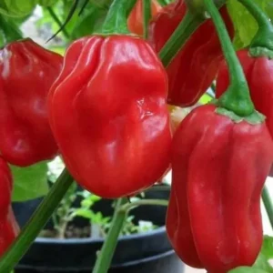Red Habanero Pepper Plants Set - Hot Chili Pepper Seedlings 4-6 Inch Tall