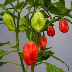 Red Habanero Pepper Plants Set - Hot Chili Pepper Seedlings 4-6 Inch Tall