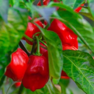 Red Habanero Pepper Plants Set - Hot Chili Pepper Seedlings 4-6 Inch Tall