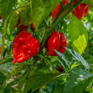 Red Habanero Pepper Plants Set - Hot Chili Pepper Seedlings 4-6 Inch Tall