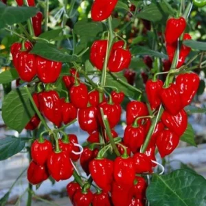 Red Habanero Pepper Plants Set - Hot Chili Pepper Seedlings 4-6 Inch Tall