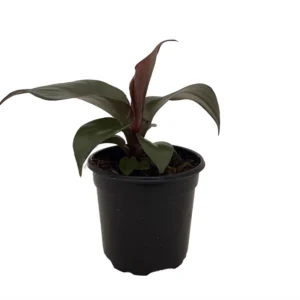 Red Heart Philodendron Plant - 4 Inch Pot - Collector's Series Indoor