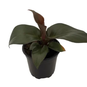 Red Heart Philodendron Plant - 4 Inch Pot - Collector's Series Indoor