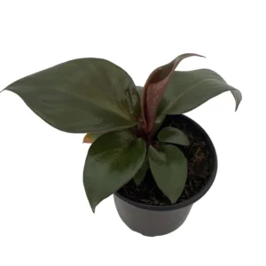 Red Heart Philodendron Plant - 4 Inch Pot - Collector's Series Indoor