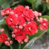 Red Kalanchoe Blossfeldiana Live Plant Blooming Houseplant with Plant Food