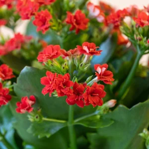 Red Kalanchoe Blossfeldiana Live Plant Blooming Houseplant with Plant Food