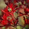 Red Kangaroo Paw Live Plant Perennial Shrub 10 to 15 Inch Height 1 Gallon Pot