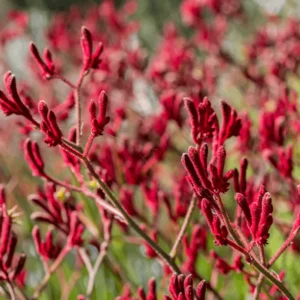 Red Kangaroo Paw Live Plant Perennial Shrub 10 to 15 Inch Height 1 Gallon Pot