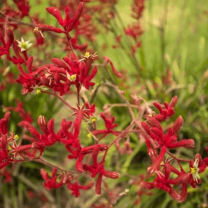 Red Kangaroo Paw Live Plant Perennial Shrub 10 to 15 Inch Height 1 Gallon Pot