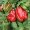 Red Knight Bell Pepper Plants - 2 Sweet Pepper Seedlings 4-6 Inch
