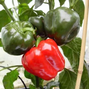 Red Knight Bell Pepper Plants - 2 Sweet Pepper Seedlings 4-6 Inch