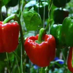 Red Knight Bell Pepper Plants - 2 Sweet Pepper Seedlings 4-6 Inch