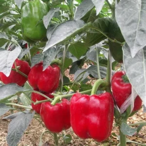 Red Knight Bell Pepper Plants - 2 Sweet Pepper Seedlings 4-6 Inch