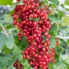 Red Lake Currant Bush - 2.5" Pot - Fruit Shrub - Not Shipped to NC, WV, NH