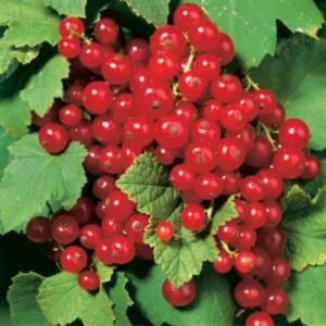 Red Lake Currant Bush - 2.5" Pot - Fruit Shrub - Not Shipped to NC, WV, NH