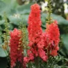 Red Lark Delphinium Perennial - 3" Pot - Coral Red Flowers - Garden Plant