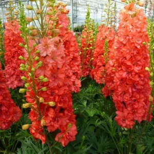 Red Lark Delphinium Perennial - 3" Pot - Coral Red Flowers - Garden Plant