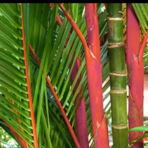 Red Latan Palm Tree Plant - 2-3 Ft, 1 Gallon Pot, Rare Palm
