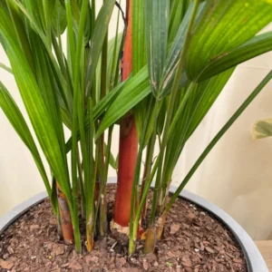 Red Latan Palm Tree Plant - 2-3 Ft, 1 Gallon Pot, Rare Palm