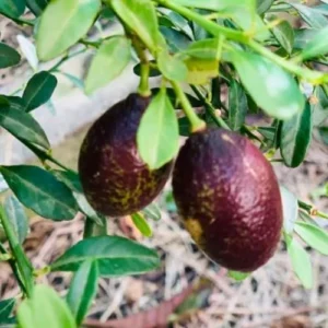 Red Lime Tree - Live Plant - 2-3 Ft Grafted Citrus - Red Fruit Tree