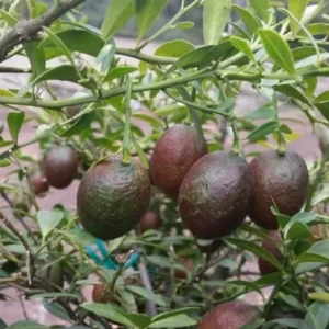 Red Lime Tree - Live Plant - 2-3 Ft Grafted Citrus - Red Fruit Tree