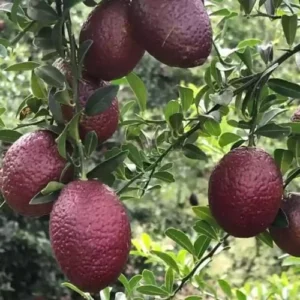 Red Lime Tree - Live Plant - 2-3 Ft Grafted Citrus - Red Fruit Tree