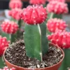 Red Moon Cactus Gymnocalycium Mihanovichii Grafted Succulent Plant