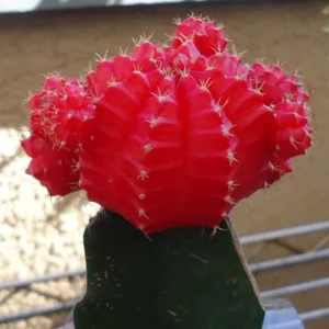 Red Moon Cactus Gymnocalycium Mihanovichii Grafted Succulent Plant