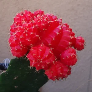 Red Moon Cactus Gymnocalycium Mihanovichii Grafted Succulent Plant
