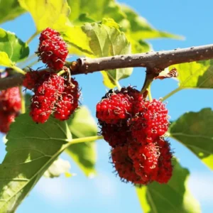 Red Mulberry Plant Live - Sweet Edible Mulberry Tree Seedling for Gardening