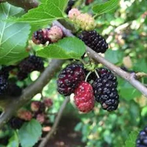 Red Mulberry Tree - Morus Rubra Bare Root Fruit Tree 12 to 24in Tall