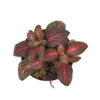 Red Nerve Plant Fittonia - Live Potted House Plant 2.5" Air Purifying