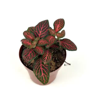 Red Nerve Plant Fittonia - Live Potted House Plant 2.5" Air Purifying