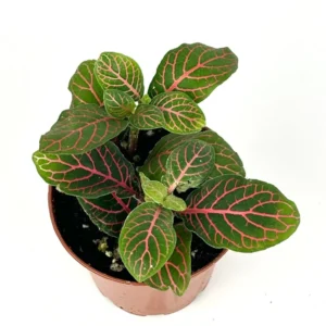 Red Nerve Plant Fittonia - Live Potted House Plant 2.5