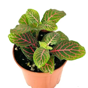 Red Nerve Plant Fittonia - Live Potted House Plant 2.5