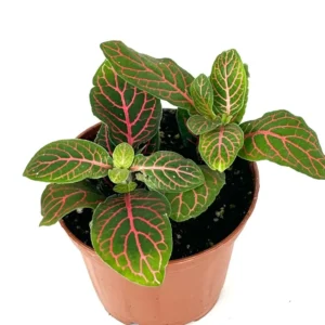Red Nerve Plant Fittonia - Live Potted House Plant 2.5