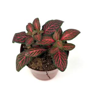 Red Nerve Plant Fittonia - Live Potted House Plant 2.5
