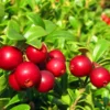 Red Pearl Lingonberry Plant - High Antioxidant - 3.25 Inch Pot - Fresh Aroma