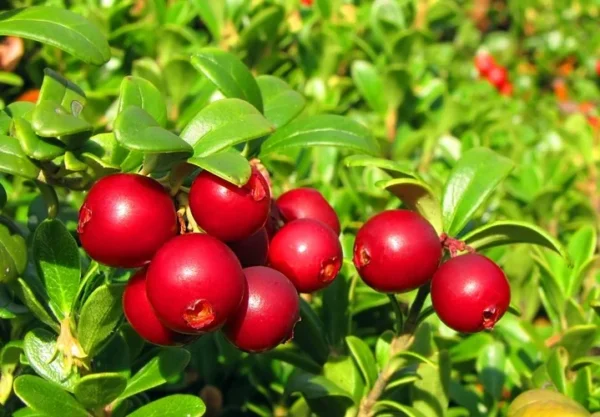 Red Pearl Lingonberry Plant - High Antioxidant - 3.25 Inch Pot - Fresh Aroma