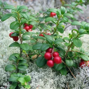 Red Pearl Lingonberry Plant - High Antioxidant - 3.25 Inch Pot - Fresh Aroma