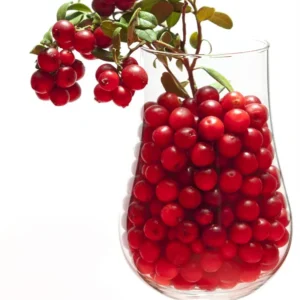 Red Pearl Lingonberry Plant - High Antioxidant - 3.25 Inch Pot - Fresh Aroma