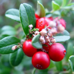 Red Pearl Lingonberry Plant - High Antioxidant - 3.25 Inch Pot - Fresh Aroma
