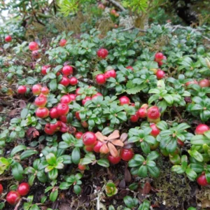 Red Pearl Lingonberry Plant - High Antioxidant - 3.25 Inch Pot - Fresh Aroma